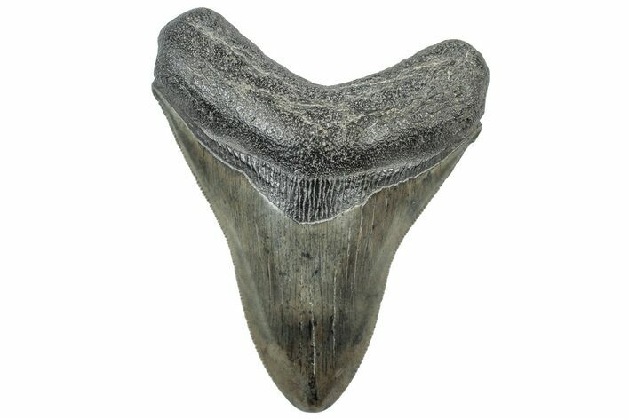 Serrated, Fossil Megalodon Tooth - South Carolina #312032